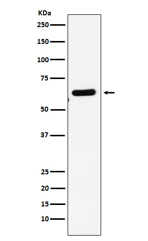 [Genscript] EHD1 Antibody, mAb, Rabbit