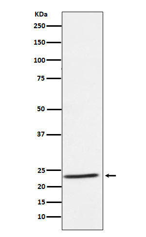 [Genscript] IL 32 Antibody, mAb, Rabbit