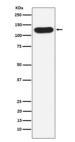 [Genscript] Nicastrin Antibody, mAb, Rabbit