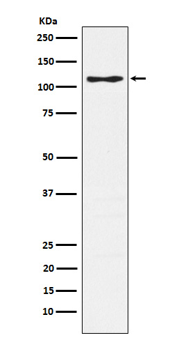 [Genscript] PSGL 1 Antibody, mAb, Rabbit