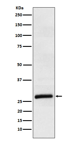 [Genscript] Apolipoprotein M Antibody, mAb, Rabbit