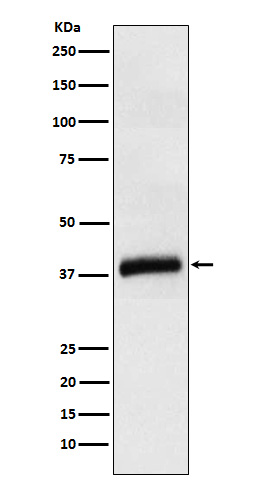 [Genscript] Apolipoprotein L1 Antibody, mAb, Rabbit