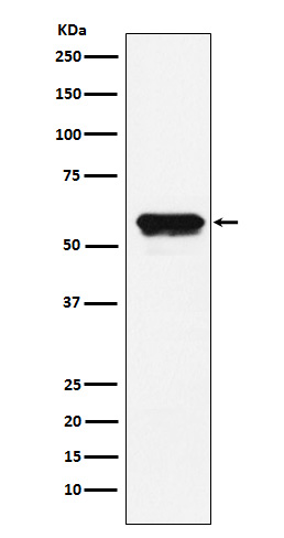 [Genscript] Angiotensinogen Antibody, mAb, Rabbit