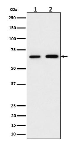[Genscript] PGM 1 Antibody, mAb, Rabbit