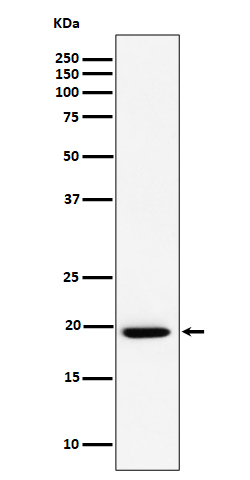 [Genscript] UFC1 Antibody, mAb, Rabbit