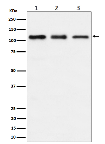 [Genscript] TAOK1 Antibody, mAb, Rabbit