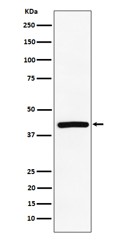 [Genscript] TMEM43 Antibody, mAb, Rabbit