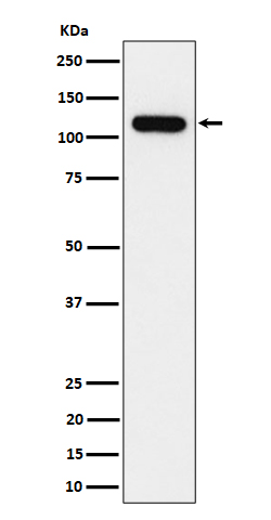 [Genscript] NOLC1 Antibody, mAb, Rabbit