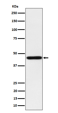 [Genscript] Homer 1 Antibody, mAb, Rabbit