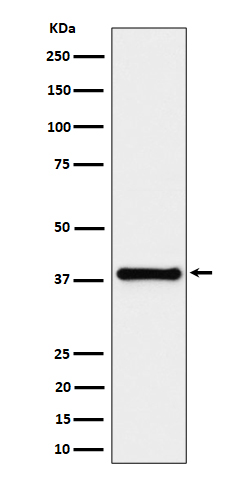 [Genscript] HAUS7 Antibody, mAb, Rabbit