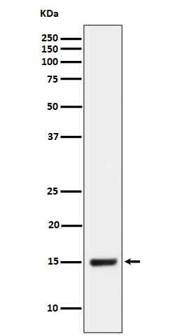 [Genscript] NDUFB4 Antibody, mAb, Rabbit