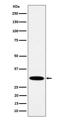 [Genscript] HMGCL Antibody, mAb, Rabbit