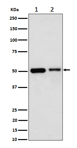 [Genscript] Annexin A7 Antibody, mAb, Rabbit
