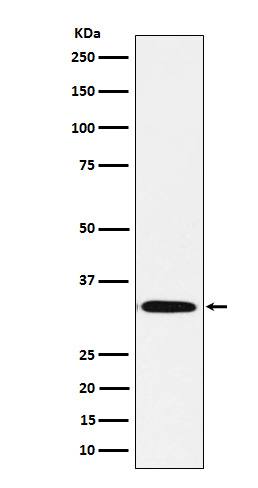 [Gesncript] Syntaxin 1B Antibody, mAb, Rabbit