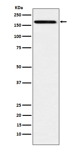 [Genscript] IL 17 receptor A Antibody, mAb, Rabbit