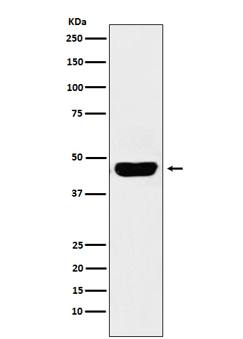 [Genscript] TNFRSF4 Antibody, mAb, Rabbit
