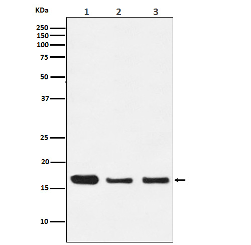 [Genscript] HES5 Antibody, mAb, Rabbit