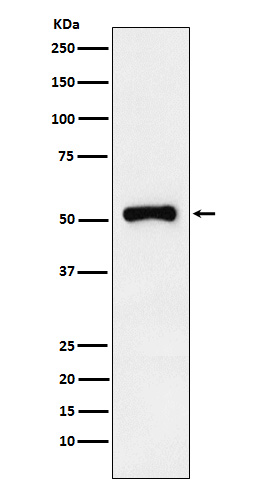 [Genscript] RAR gamma Antibody, mAb, Rabbit