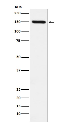 [Genscript] CD163 Antibody, mAb, Rabbit