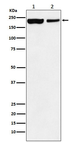 [Genscript] KDM5A Antibody, mAb, Rabbit