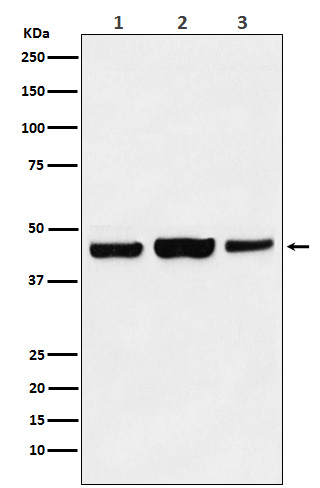 [Genscript] KAT1 Antibody, mAb, Rabbit