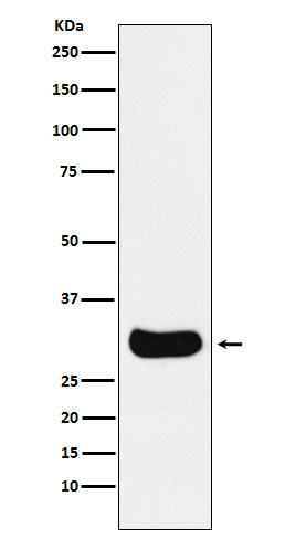 [Genscript] Gemin 2 Antibody, mAb, Rabbit