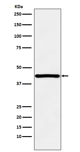 [Genscript] HOX A13 Antibody, mAb, Rabbit