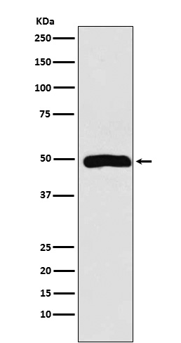 [Genscript] Actin related protein 3 Antibody, mAb, Rabbit