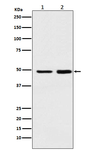 [Genscript] MAT2A Antibody, mAb, Rabbit