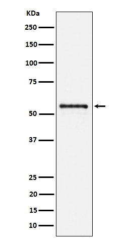 [Genscript] PTBP2 Antibody, mAb, Rabbit