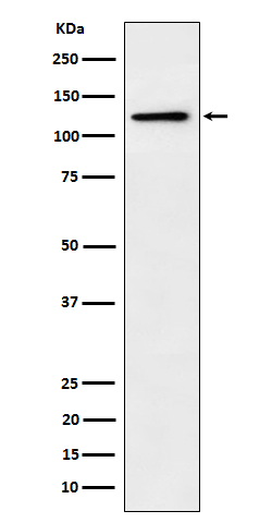 [Genscript] Palladin Antibody, mAb, Rabbit