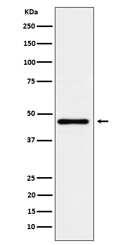 [Genscript] LFNG Antibody, mAb, Rabbit
