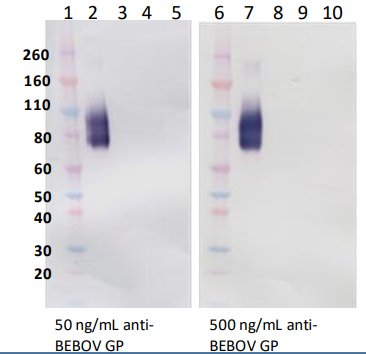[IBT Bioservices] Rabbit anti-Bundibugyo Virus GP pAb