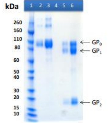 [IBT Bioservices] Recombinant Bundibugyo Ebola virus GPΔTM