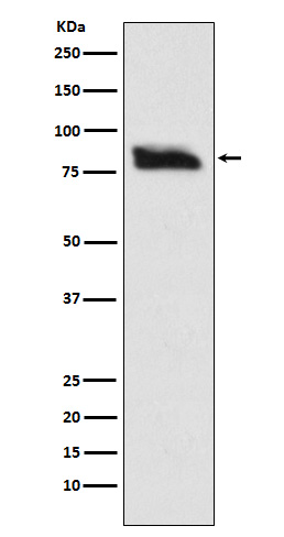 [Genscript] SMURF2 Antibody, mAb, Rabbit