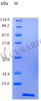 [CUSABIO] Recombinant Human Eotaxin protein (CCL11) (Active)