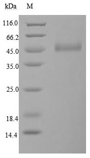 [Cusabio] Recombinant Human Cytotoxic T-lymphocyte protein 4 (CTLA4), partial (Active)