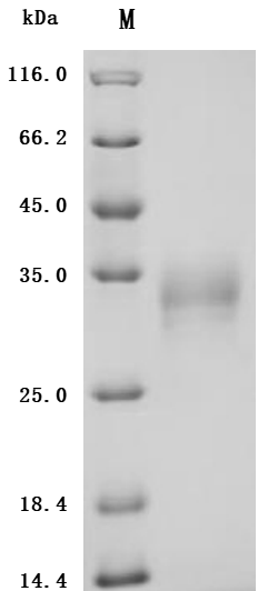 [Cusabio] Recombinant Human Tumor necrosis factor ligand superfamily member 8 (TNFSF8), partial (Active)
