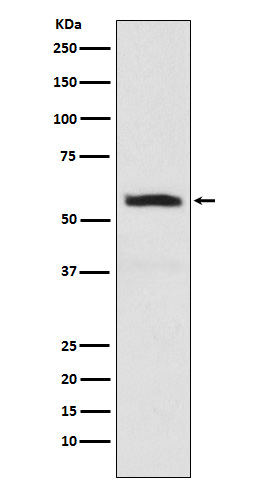 [Genscript] alpha Internexin Antibody, mAb, Rabbit
