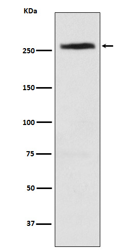 [Genscript] CAD Antibody, mAb, Rabbit