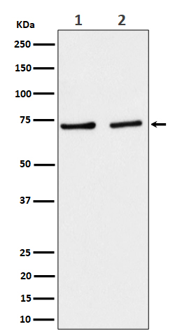 [Genscript] SLC25A12 Antibody, mAb, Rabbit
