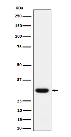 [Genscript] Adiponectin Antibody, mAb, Rabbit