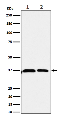 [Genscript] Serine racemase Antibody, mAb, Rabbit