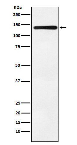 [Genscript] BUB1 Antibody, mAb, Rabbit
