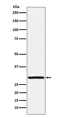 [Genscript] ACRV1 Antibody, mAb, Rabbit