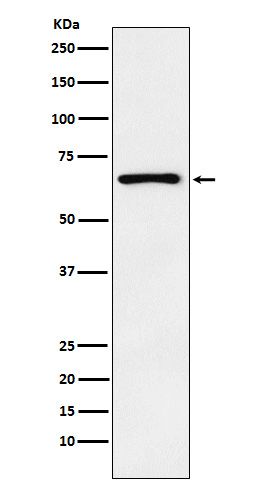 [Genscript] PTH1R Antibody, mAb, Rabbit