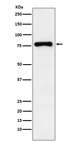 [Genscript] RNase L Antibody, mAb, Rabbit