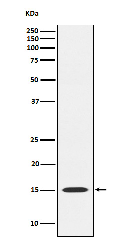 [Genscript] MAGOH Antibody, mAb, Rabbit