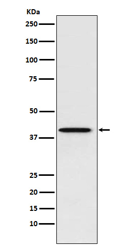 [Genscript] PCBP1 Antibody, mAb, Rabbit