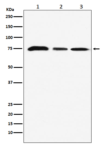 [Genscript] KAT7 Antibody, mAb, Rabbit